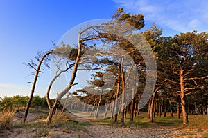 Pine forest on a beach along the Baltic Sea shore line in Rowy, Poland photo
