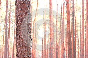 Pine forest with beautiful high pine trees against other pines with brown textured pine bark in summer