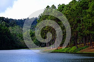 Pine forest beside beautiful lake