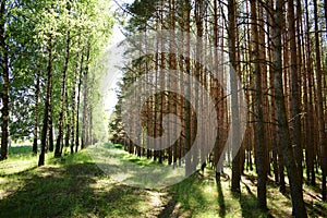 Pine forest. Birch grove. Smooth rows of trees. Green grass. Unique