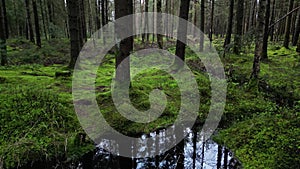 Pine forest with bog landscape