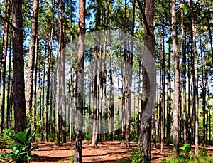 Pine forest in brazil