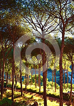 Pine forest in the light