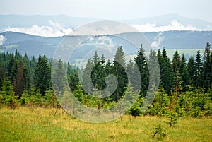 Pine Forest in the Carpathian Mountains photo