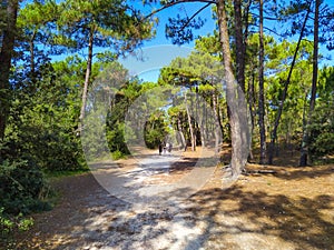 Pine forest in Charente-maritime, france