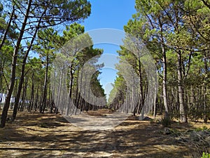 Pine forest in Charente-maritime, france