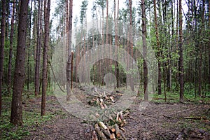 In a pine forest on a clearing cut down, trees.  Logging, branches. The grass is green around tall slender trees. Passage