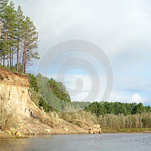 Pine forest on a cliff near the Bank of the river with erosion of clay soil and layers of land under the roots of trees