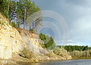 Pine Forest on a cliff near the river Bank with the erosion of clay soil and layers of land under the roots of trees in the wild t