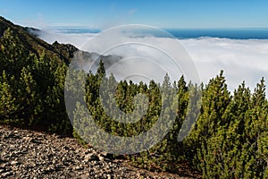 Pine forest with cloud inversion