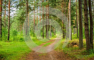 Pine forest in cloudy weather.