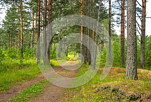 Pine forest in cloudy weather.