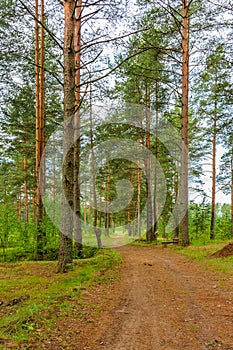 Pine forest in cloudy weather.