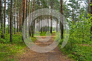 Pine forest in cloudy weather.