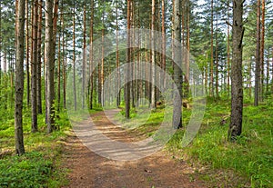 Pine forest in cloudy weather.