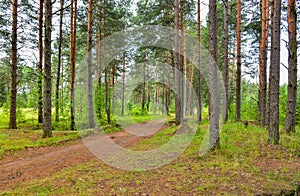 Pine forest in cloudy weather.