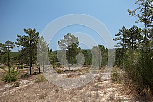 Pine forest in Comporta Alentejo, Portugal