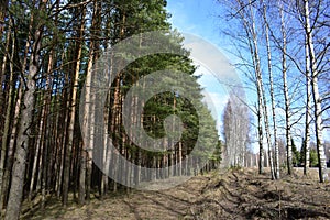 Pine forest, coniferous branches hang down. Birch alley. Forest road. Sky clouds. Pines with thick trunks and gnarled branches