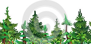 Pine forest. Coniferous spruce trees. Seamless horizontal illustration. Landscape cartoon style. Isolated on white