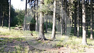 pine forest conservation areas next to meadows in summer
