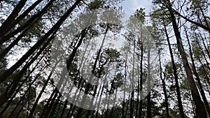 Pine Forest consists of a collection of pine plants