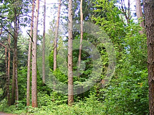 Pine forest. Countryside, conservation.