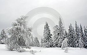 Pine Forest Covered with Snow