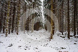 A pine forest covered in snow. Picture from Scania, Sweden