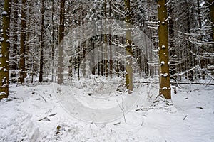 A pine forest covered in snow. Picture from Scania, Sweden