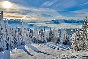 Pine forest covered in snow on winter season,Mountain landscape in Poiana Brasov, Transylvania,Romania