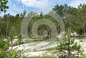 Pine forest in Crimea. Beautiful summer landscape with a Sunny meadow and forest
