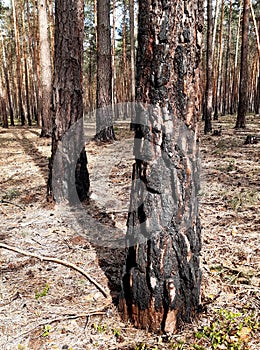 Pine forest damaged by fire burned undergrowth and tree trunks, however, trees grow and nothing happened to them tanned trunk photo