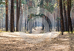 Pine forest and dirt, country road. Dirt road in a pine forest at sunset