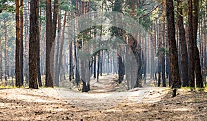 Pine forest and dirt, country road. Dirt road in a pine forest at sunset