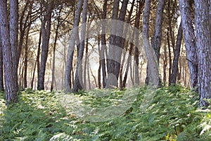 Pine forest at Donana National Park photo