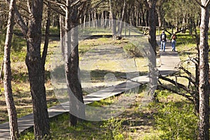 Pine forest at Donana National Park photo