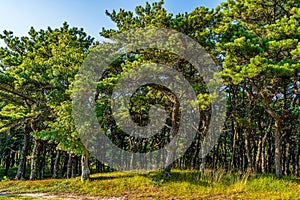 Pine forest on dunes, Ecoregion pine wasteland, Cape Cod Massachusetts, US