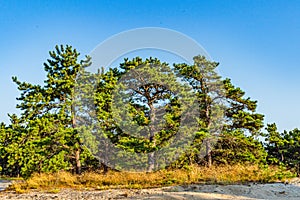 Pine forest on dunes, Ecoregion pine wasteland, Cape Cod Massachusetts, US