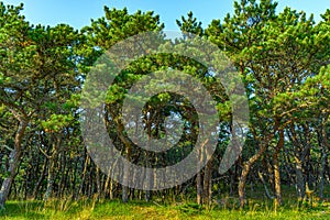 Pine forest on dunes, Ecoregion pine wasteland, Cape Cod Massachusetts, US photo