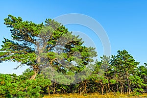 Pine forest on dunes, Ecoregion pine wasteland, Cape Cod Massachusetts, US photo