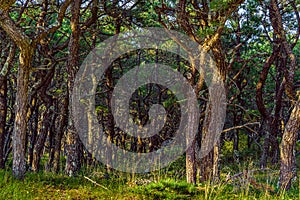 Pine forest on dunes, Ecoregion pine wasteland, Cape Cod Massachusetts, US photo