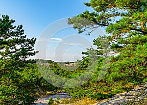 Pine forest on dunes, Ecoregion pine wasteland, Cape Cod Massachusetts, US photo