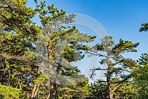 Pine forest on dunes, Ecoregion pine wasteland, Cape Cod Massachusetts, US photo