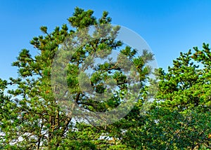 Pine forest on dunes, Ecoregion pine wasteland, Cape Cod Massachusetts, US photo