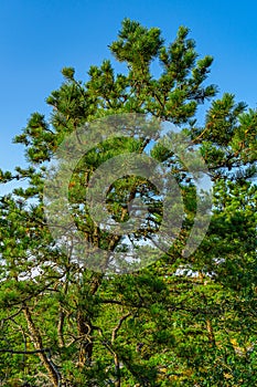 Pine forest on dunes, Ecoregion pine wasteland, Cape Cod Massachusetts, US photo