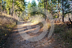 Pine forest. Early autumn. Forest paths. Walks in the open air