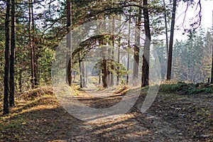 Pine forest. Early autumn. Forest paths. Walks in the open air