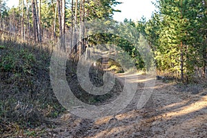 Pine forest. Early autumn. Forest paths. Walks in the open air