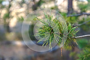 Pine forest. Early autumn. Forest paths. Walks in the open air