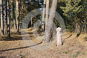 Pine forest. Early autumn. Forest paths. Walks in the open air